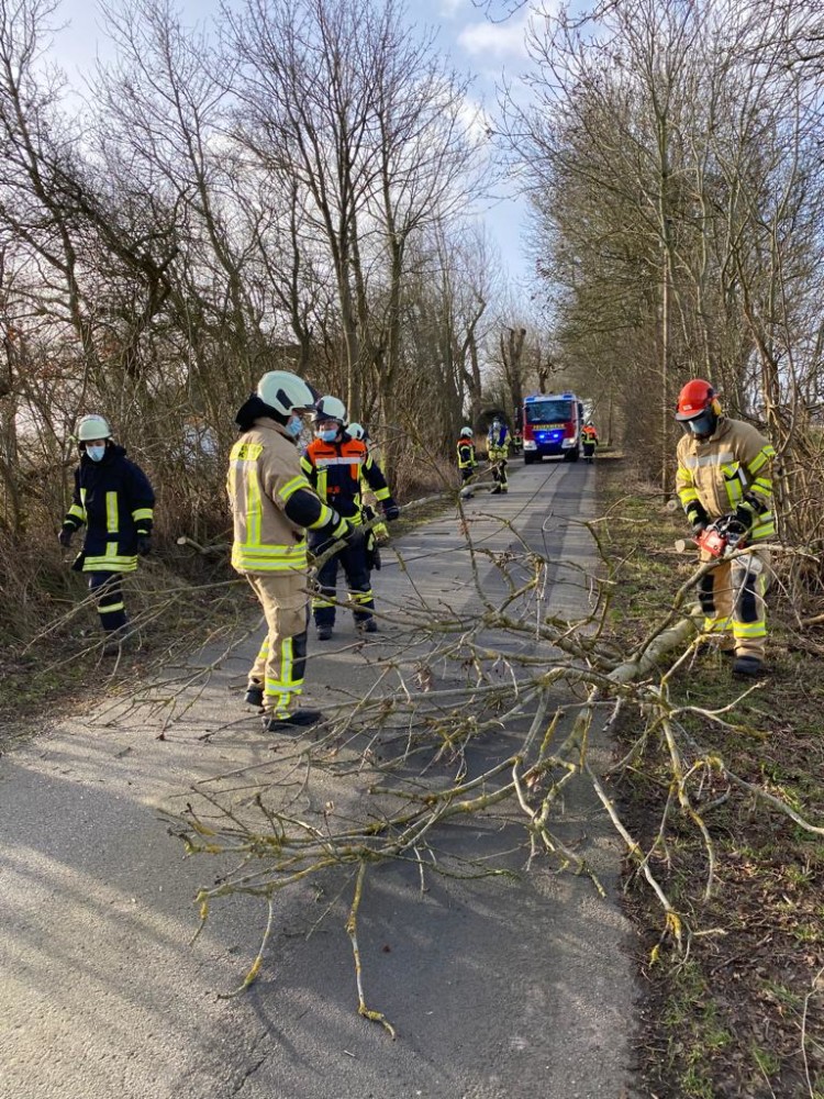 THK - Baum auf Straße 30.01.22