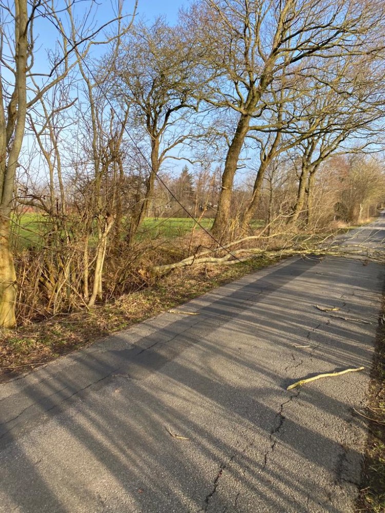 THK - Baum auf Straße 30.01.22(2)